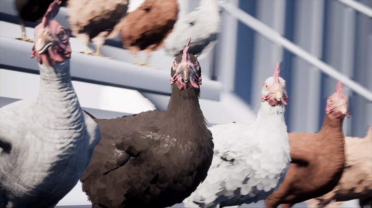 Chicken — audiovisual installation