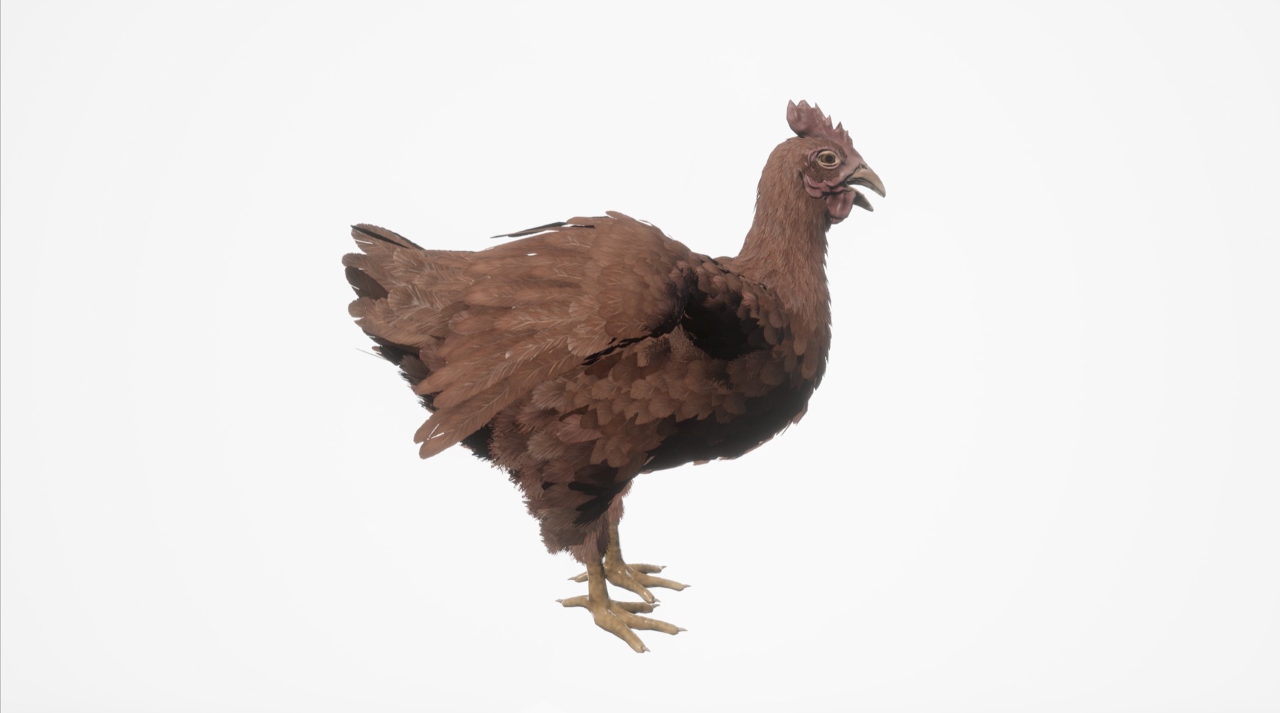 Chicken 3D asset render